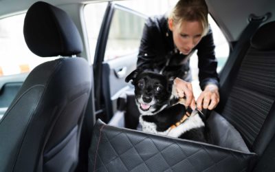 Helpful tips for driving safely with pets.